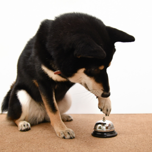 Understanding Respondent Extinction in Behavior Analysis